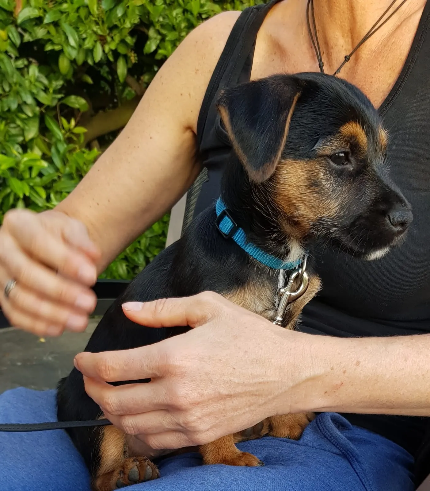 Mensch mit Welpen